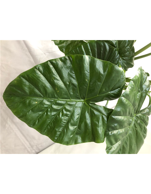 Alocasia macrorrhiza T24