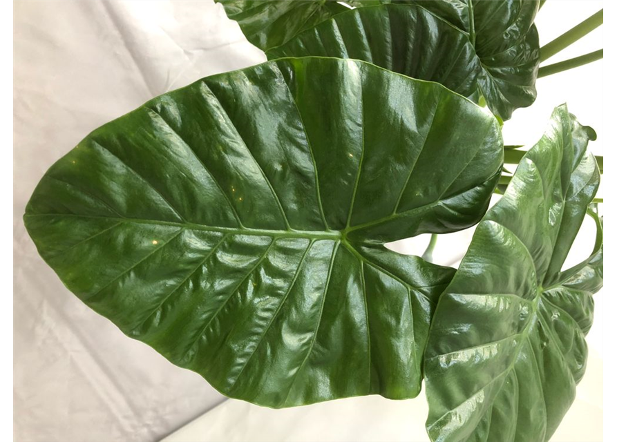 Alocasia macrorrhiza T24