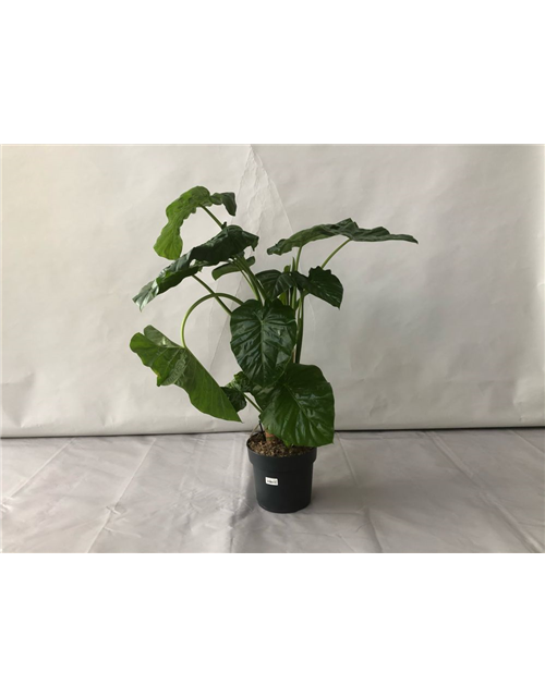 Alocasia macrorrhiza T24