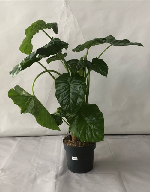 Alocasia macrorrhiza