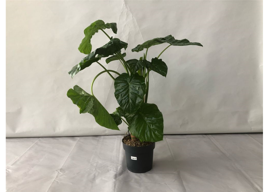 Alocasia macrorrhiza T24