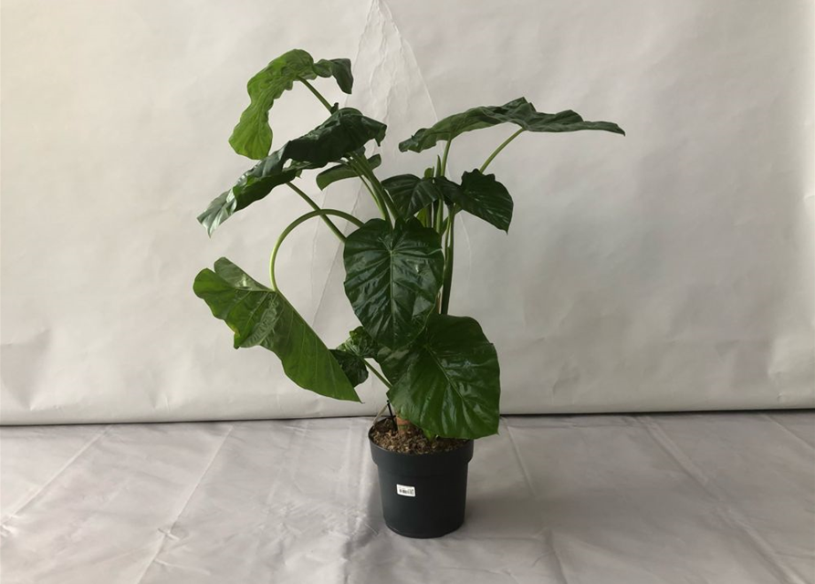 Alocasia macrorrhiza