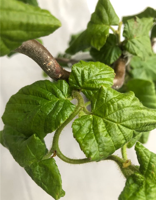 Corylus avellana Contorta