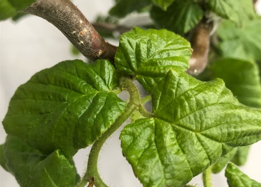 Corylus avellana Contorta