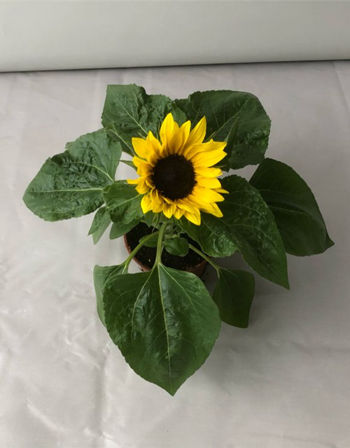 Helianthus annuus Suntastic