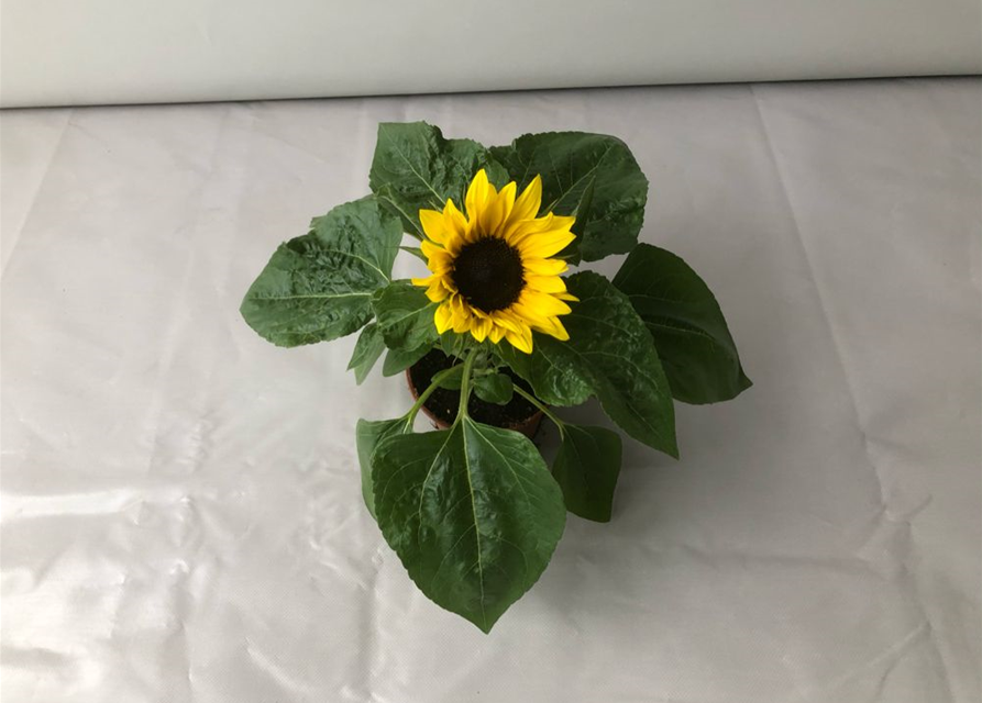 Helianthus annuus Suntastic