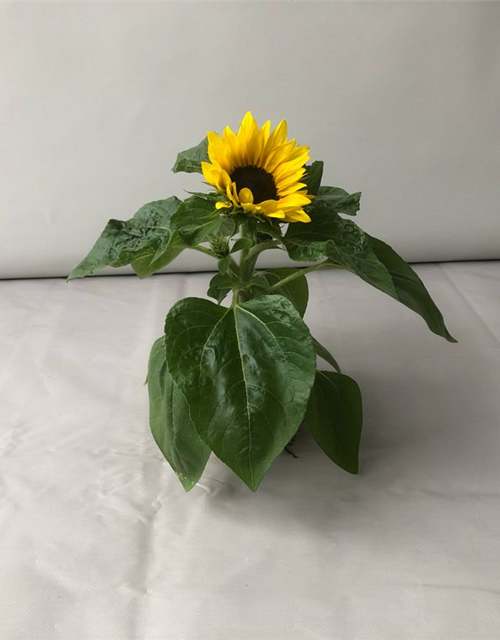 Helianthus annuus Suntastic