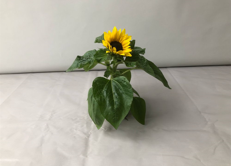 Helianthus annuus Suntastic