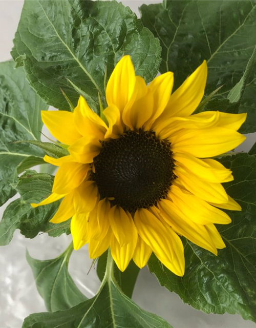 Helianthus annuus Suntastic