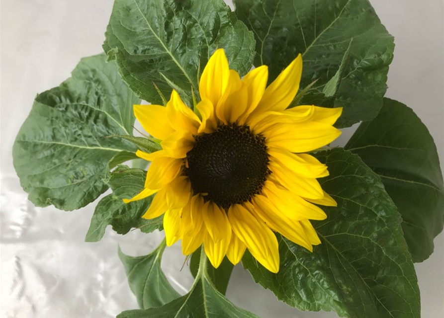 Helianthus annuus Suntastic