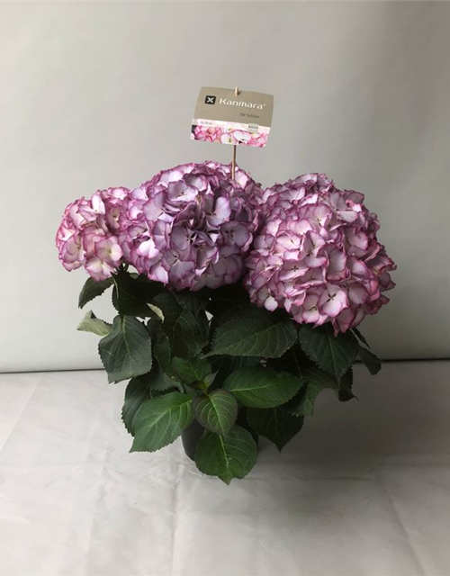 Hydrangea macrophylla Kanmara