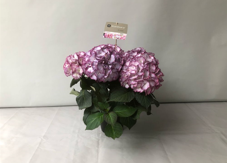 Hydrangea macrophylla Kanmara