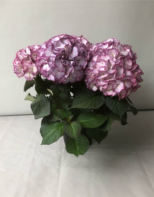 Hydrangea macrophylla Kanmara