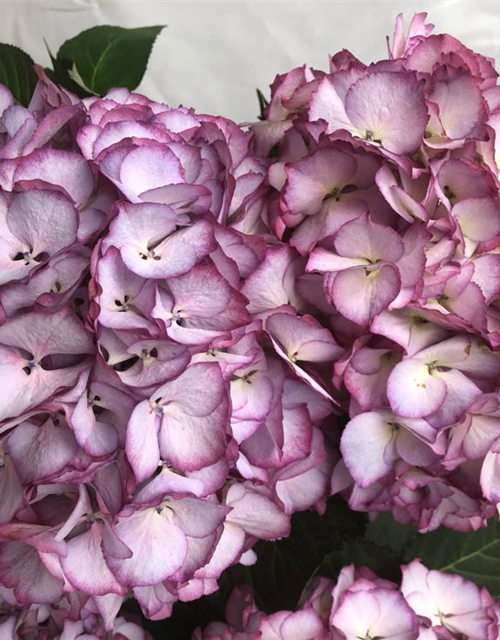 Hydrangea macrophylla Kanmara