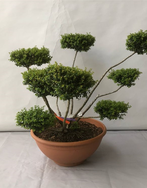 Ilex crenata Glorie Gem Bonsai