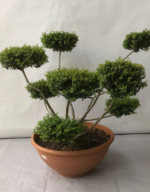 Ilex crenata Glorie Gem Bonsai