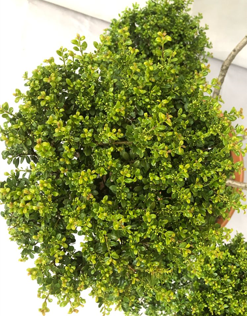 Ilex crenata Glorie Gem Bonsai