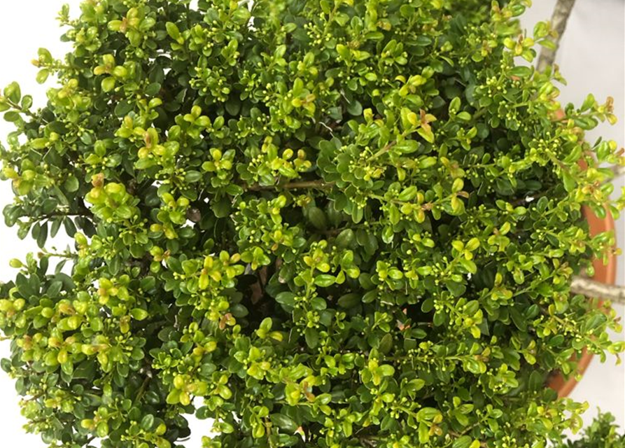 Ilex crenata Glorie Gem Bonsai