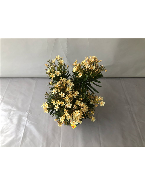 Nerium oleander Busch Mix T22 Höhe 70 cm