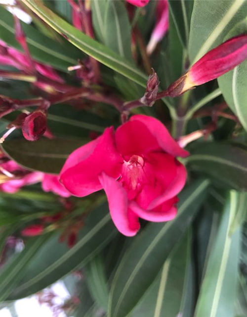 Nerium oleander Busch