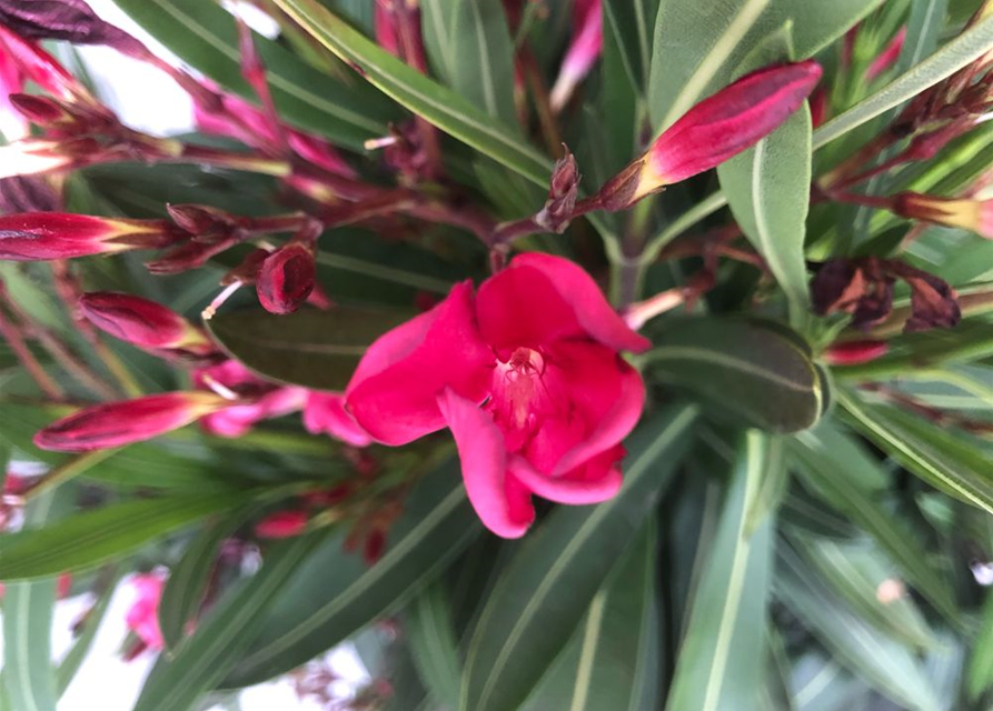 Nerium oleander Busch