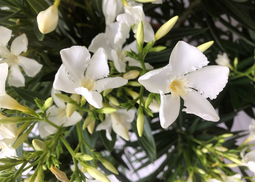 Nerium oleander Busch