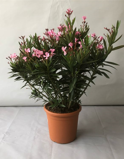 Nerium oleander Busch