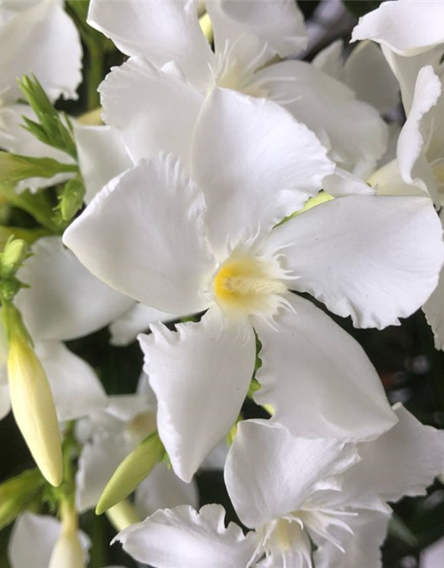 Nerium oleander Busch