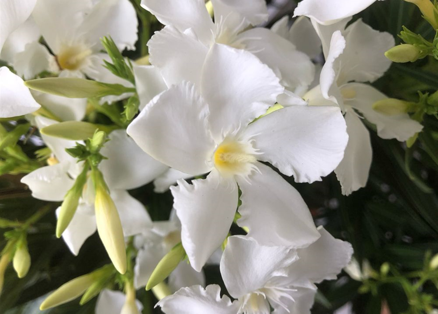 Nerium oleander Busch