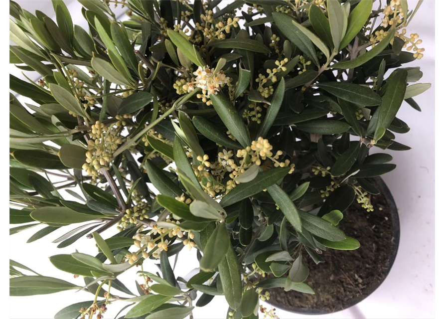 Olea europaea Bonsai