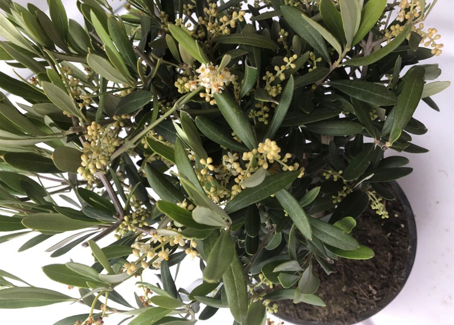 Olea europaea Bonsai Schale