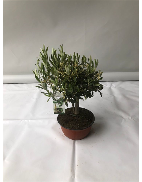 Olea europaea Bonsai