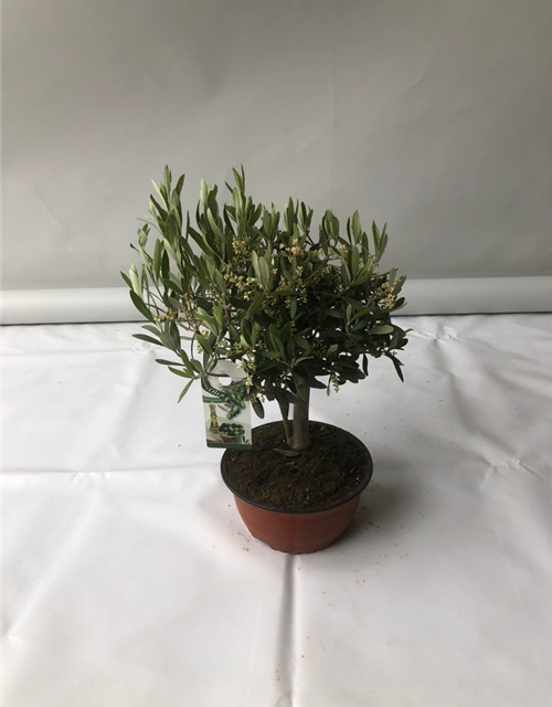 Olea europaea Bonsai Schale