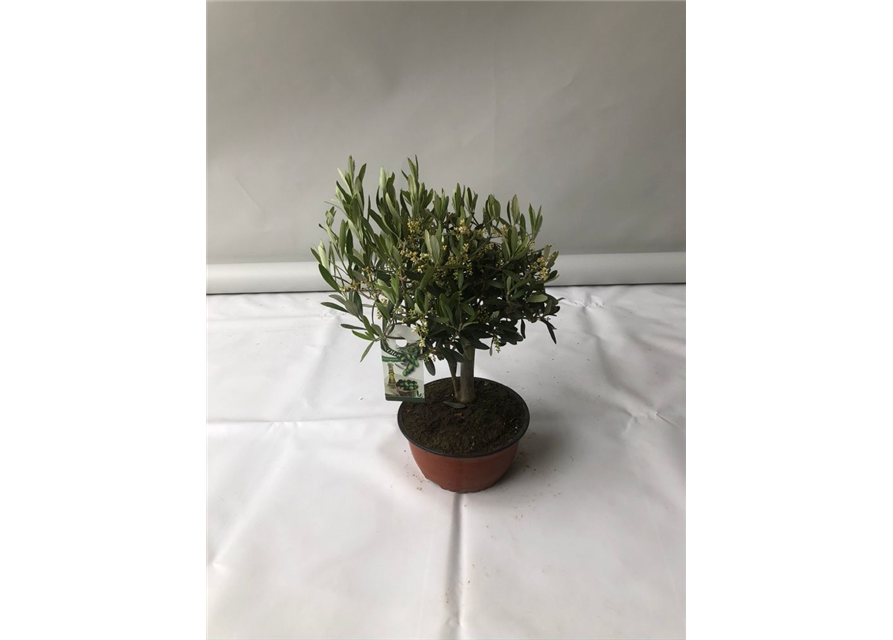 Olea europaea Bonsai