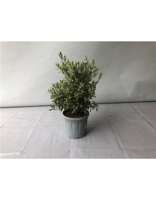 Olea europaea Busch T24 Höhe 60 cm