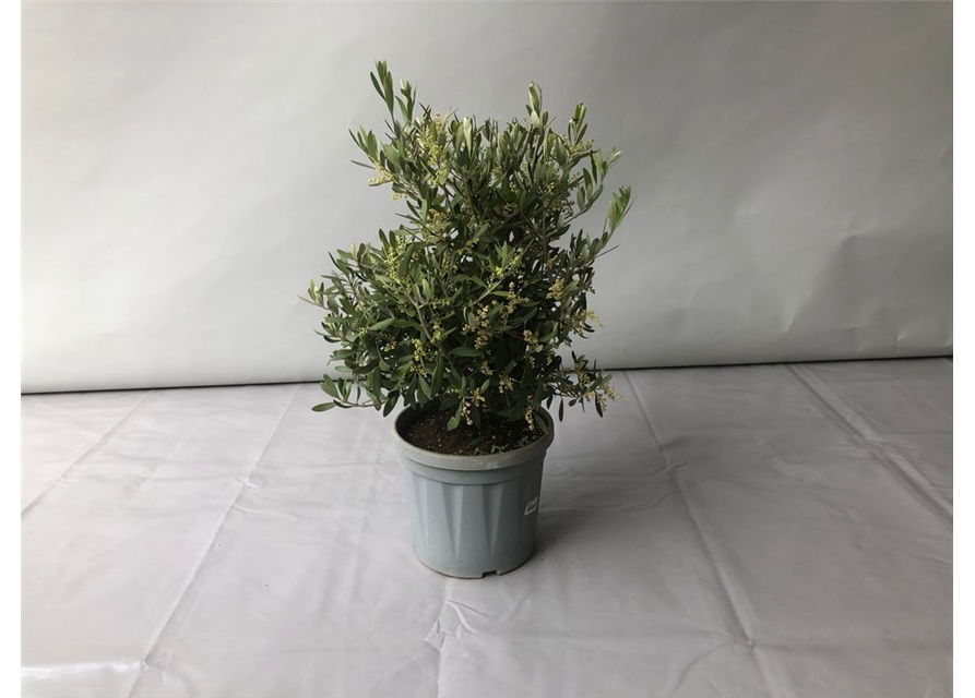 Olea europaea Busch T24 Höhe 60 cm