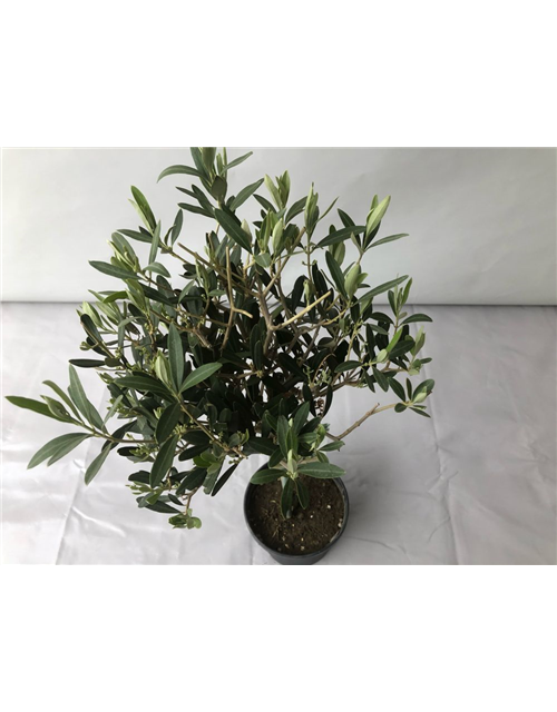 Olea europaea Stamm T18/T19 H 90 cm