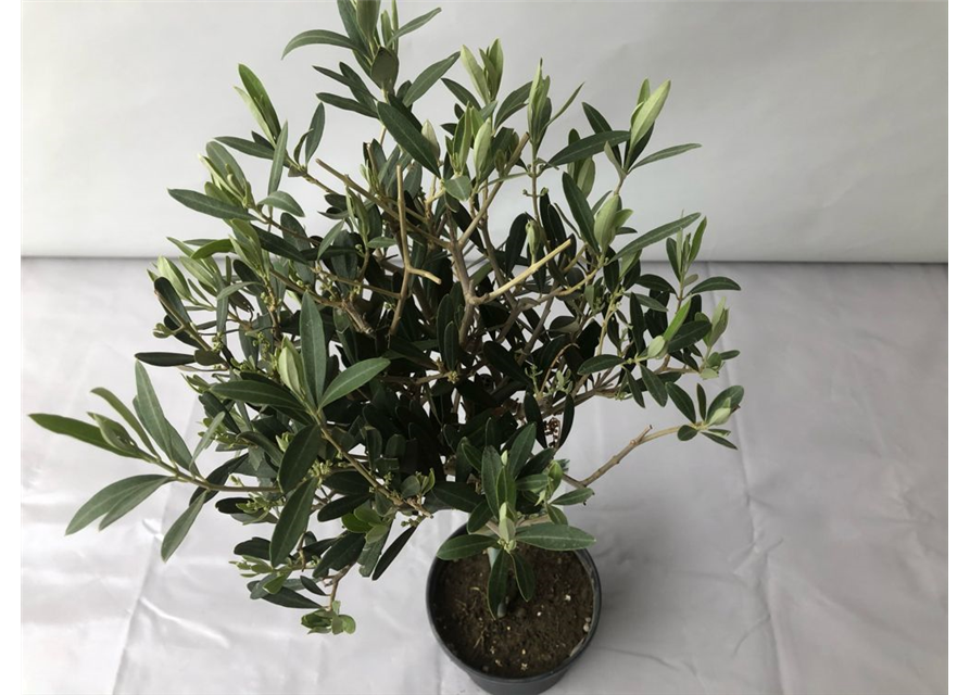 Olea europaea Stamm T18/T19 H 90 cm