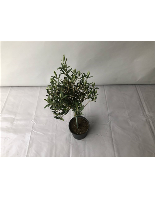 Olea europaea Stamm T18/T19 H 90 cm