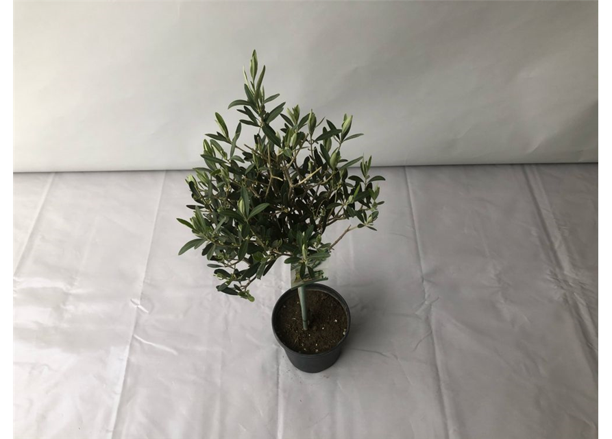 Olea europaea Stamm T18/T19 H 90 cm