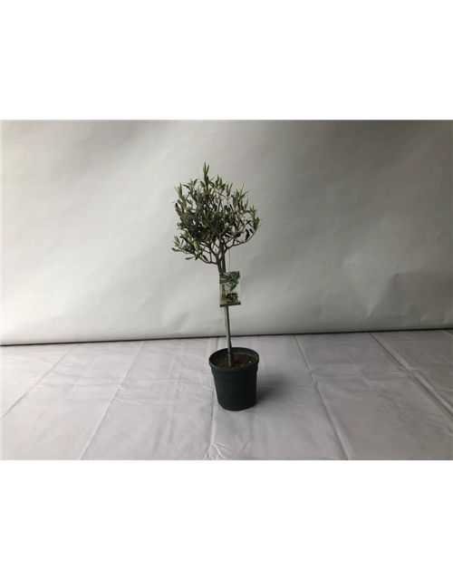 Olea europaea Stamm T18/T19 H 90 cm