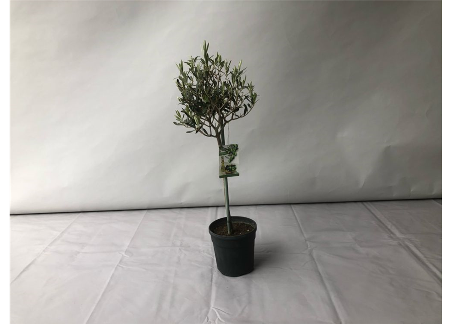 Olea europaea Stamm T18/T19 H 90 cm