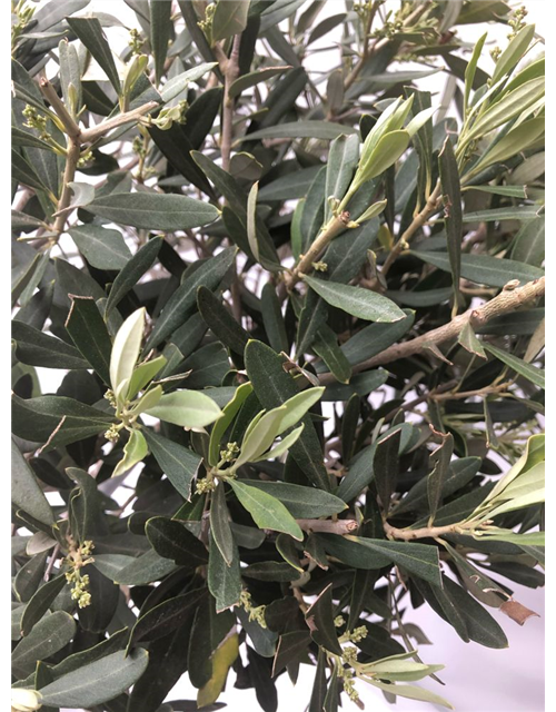 Olea europaea Stamm