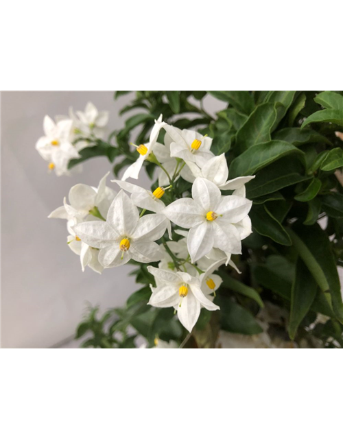 Solanum jasminoides Pyramide