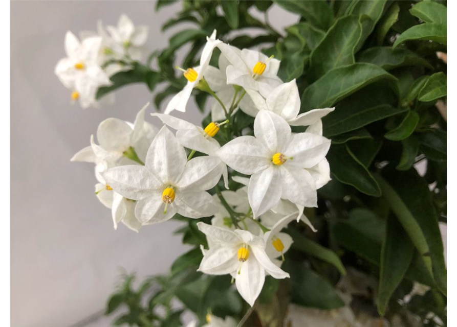 Solanum jasminoides Pyramide