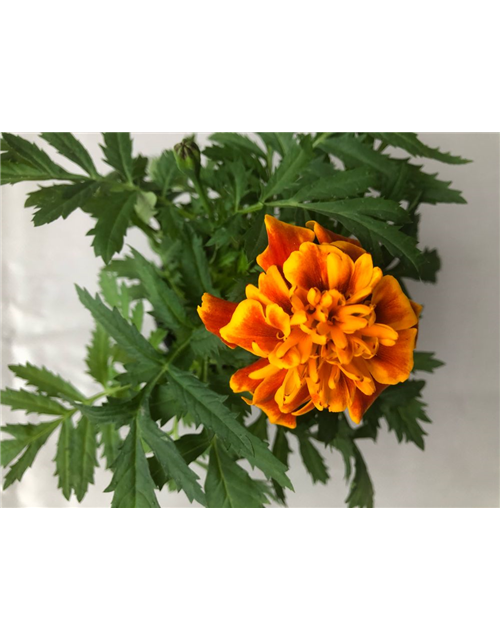 Tagetes patula Texana Flame T9