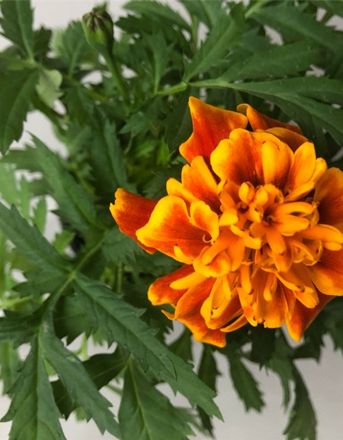 Tagetes patula Hero Flame