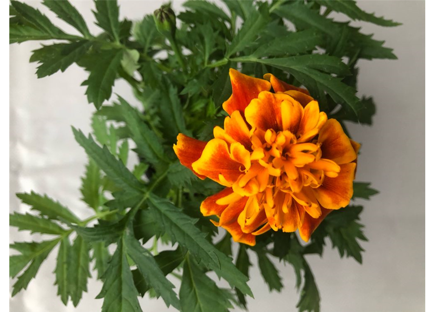 Tagetes patula Texana Flame T9