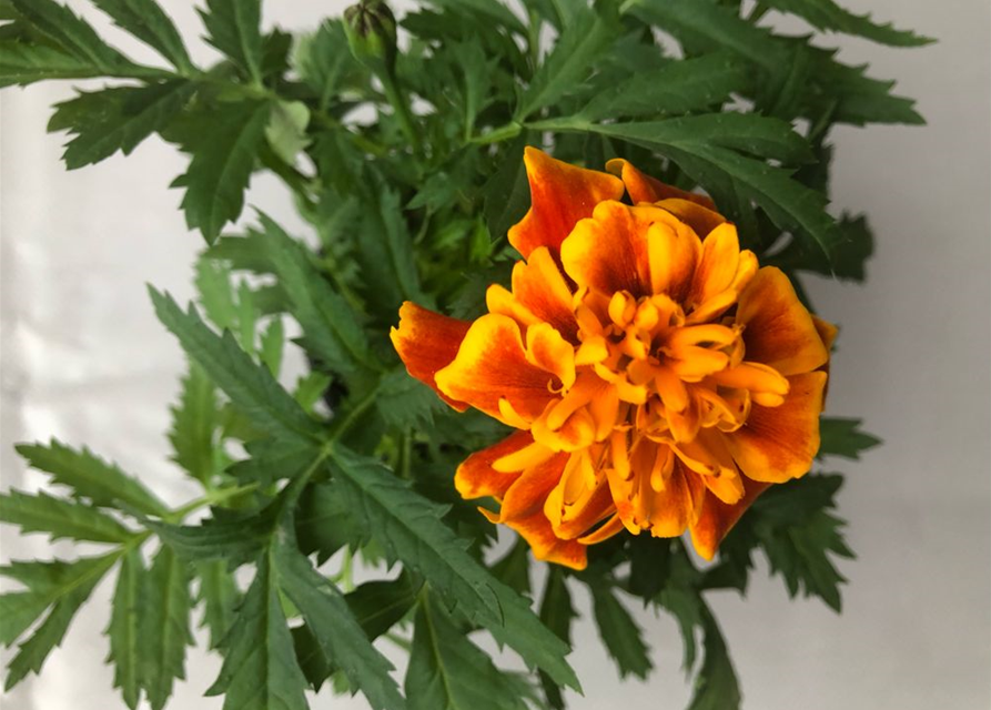 Tagetes patula Hero Flame