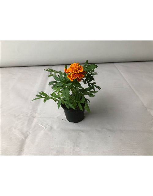 Tagetes patula Texana Flame T9